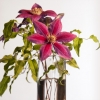 cut-flowers