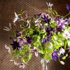 cut-flowers
