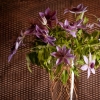 cut-flowers