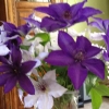 cut-flowers