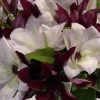 cut-flowers