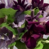 cut-flowers