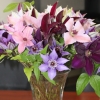 cut-flowers