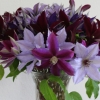cut-flowers