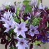 cut-flowers