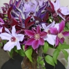 cut-flowers