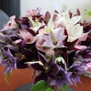cut-flowers