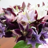 cut-flowers