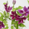 cut-flowers
