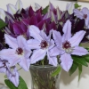 cut-flowers