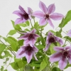 cut-flowers