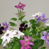 cut-flowers
