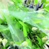 cut-flowers